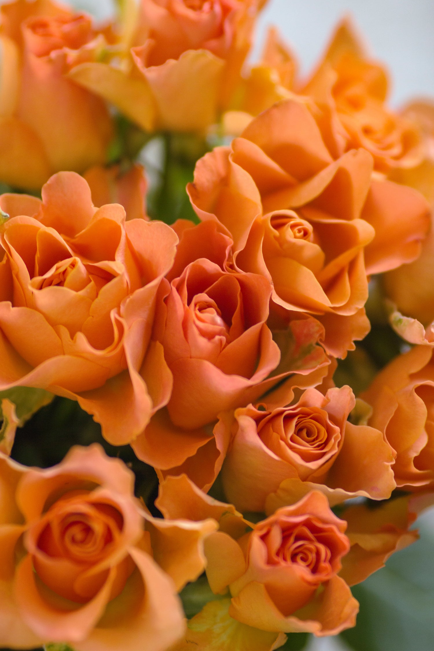 Interflora Products